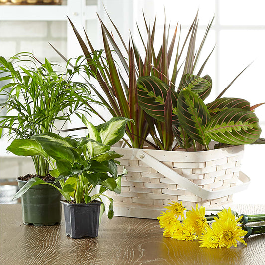 Florist Designed Blooming and Green Plants in a Basket –  Blessing Blossom Designs Llc, Charlotte NC