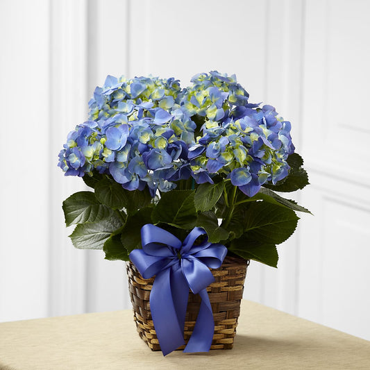 Blue Hydrangea Planter –  Blessing Blossom Designs Llc, Charlotte NC