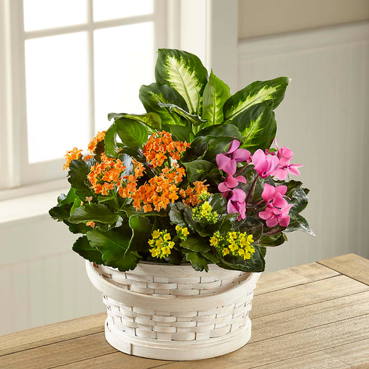 Color Crush Dishgarden –  Blessing Blossom Designs Llc, Charlotte NC