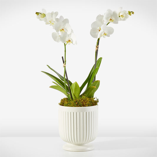 Whispering White Orchid –  Blessing Blossom Designs Llc, Charlotte NC