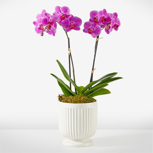 Friendly Fuchsia Orchid –  Blessing Blossom Designs Llc, Charlotte NC