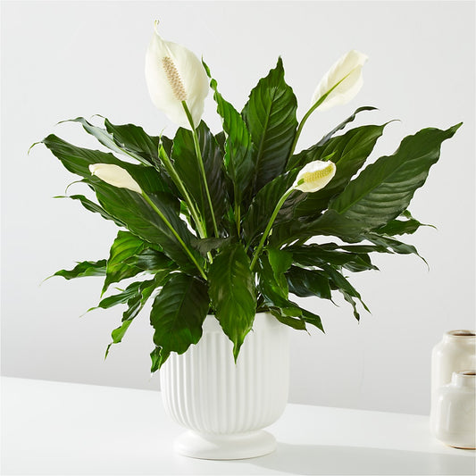 Comfort Planter –  Blessing Blossom Designs Llc, Charlotte NC