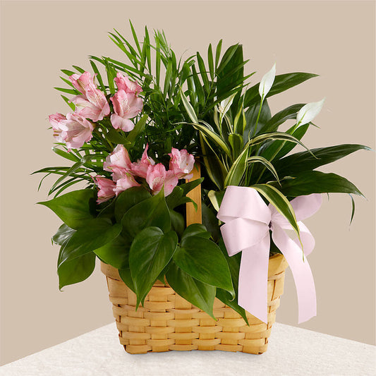 Living Spirit Dishgarden –  Blessing Blossom Designs Llc, Charlotte NC