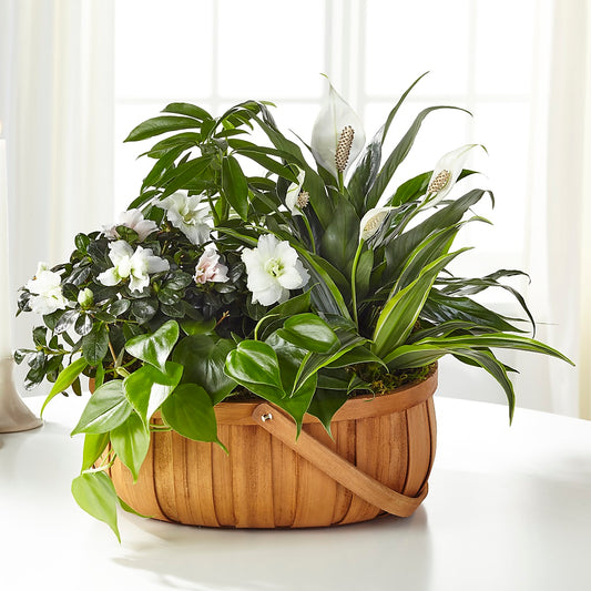 Serene Dishgarden –  Blessing Blossom Designs Llc, Charlotte NC