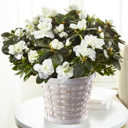 White Azalea Plant –  Blessing Blossom Designs Llc, Charlotte NC