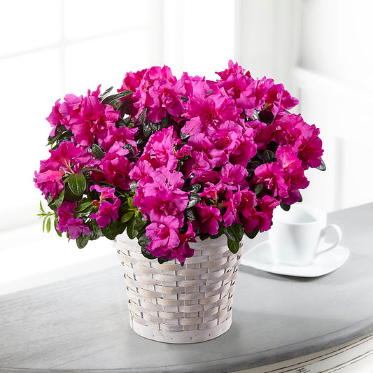 Hope & Serenity Azalea Plant –  Blessing Blossom Designs Llc, Charlotte NC