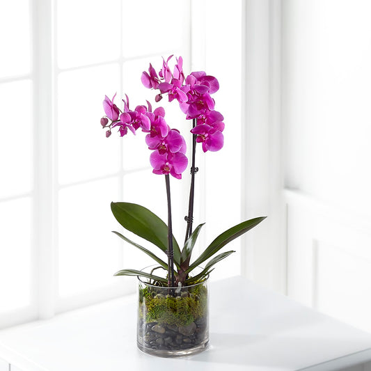 Pink Orchid Plant –  Blessing Blossom Designs Llc, Charlotte NC
