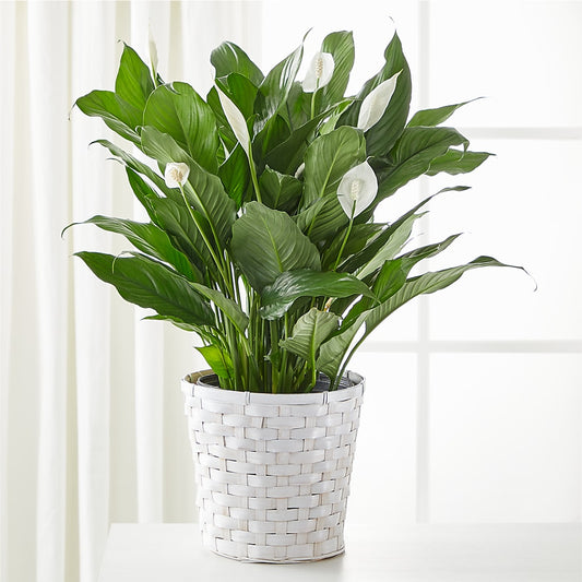 A New Leaf Peace Lily –  Blessing Blossom Designs Llc, Charlotte NC