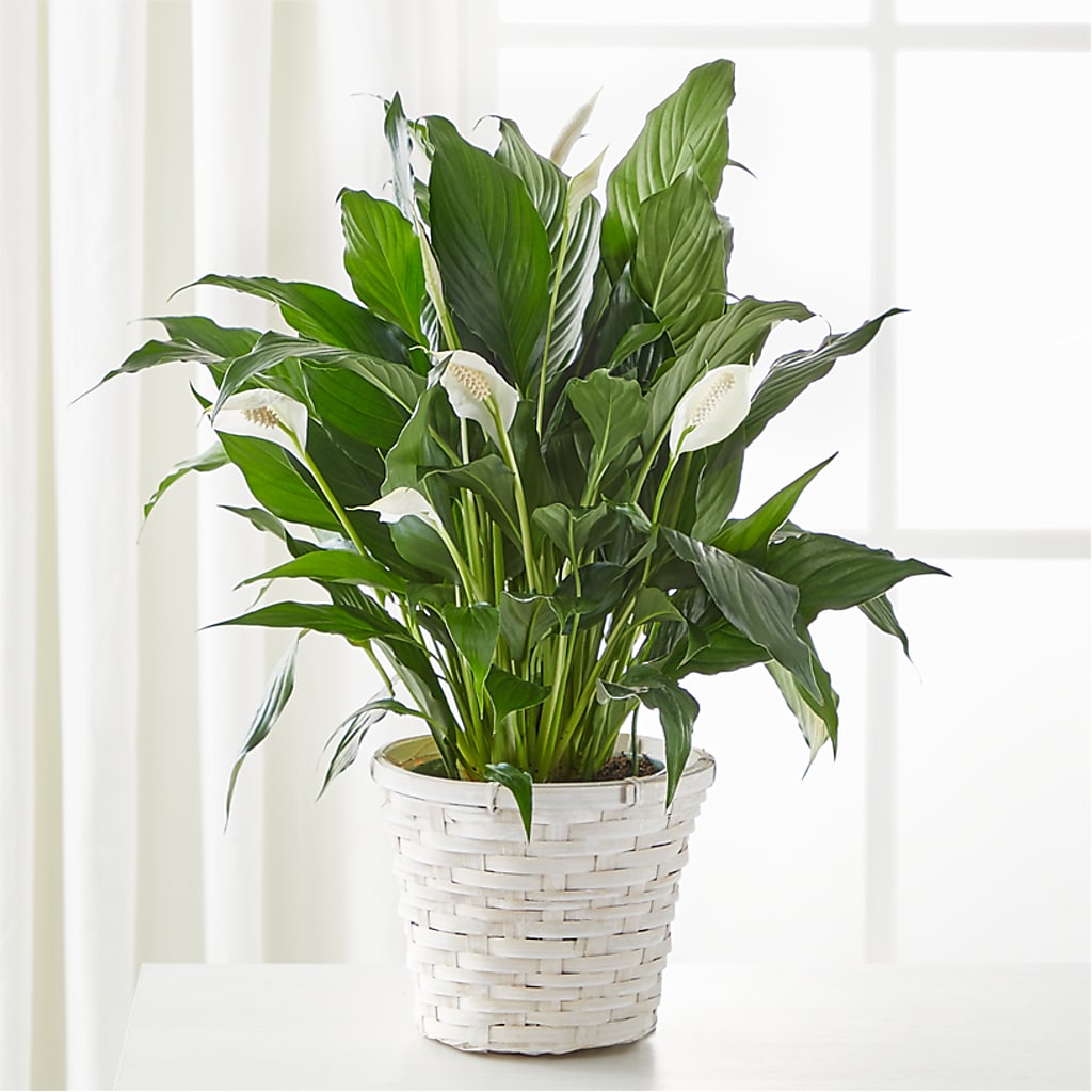 A New Leaf Peace Lily –  Blessing Blossom Designs Llc, Charlotte NC