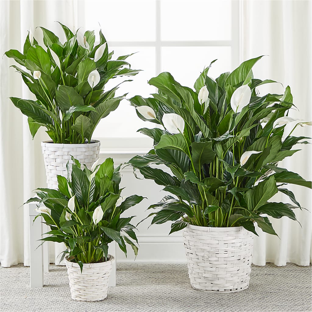 A New Leaf Peace Lily –  Blessing Blossom Designs Llc, Charlotte NC