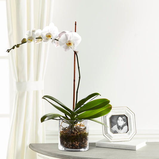 White Orchid Planter –  Blessing Blossom Designs Llc, Charlotte NC